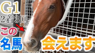 G1・2着馬に会える！茨城にある「うまんまパーク」という養老牧場で癒されてきた！