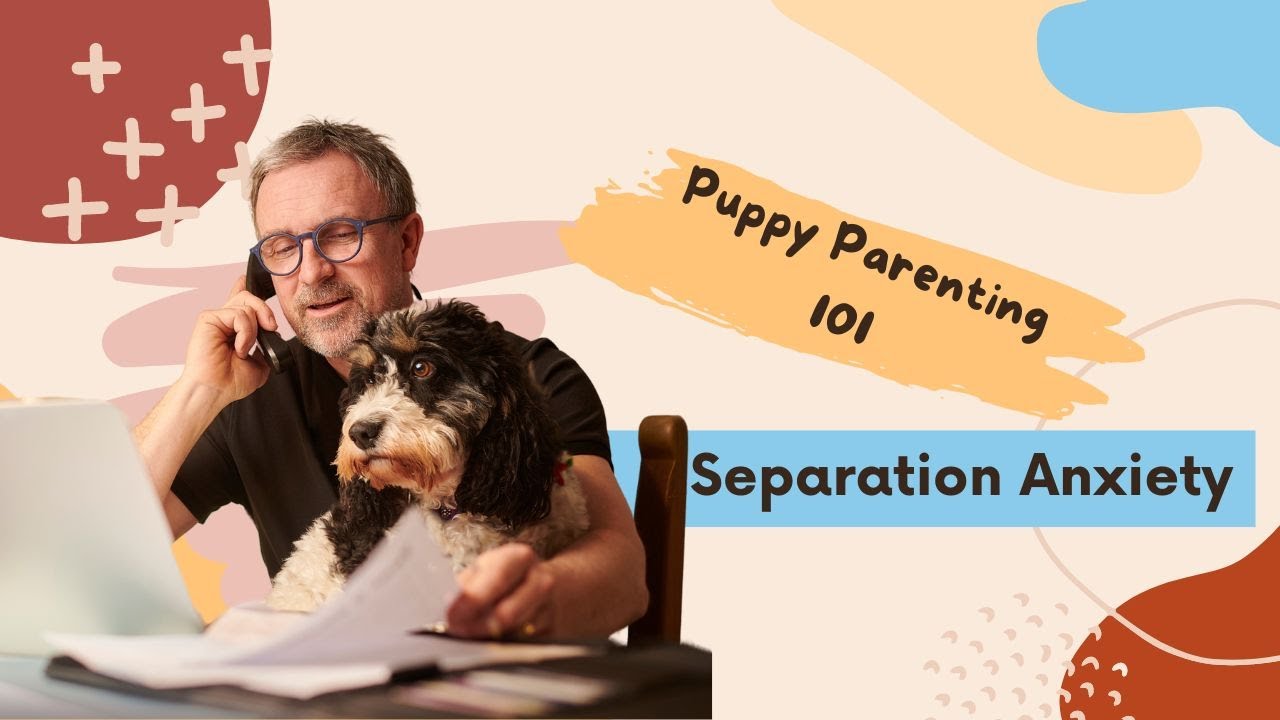 Puppy Parenting 101: 5 Tips for Dealing with Separation Anxiety