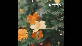 This Video Is From Wesing