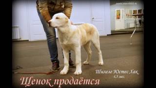 Среднеазиатская овчарка щенок 6 мес. Шилеле Юстес Хак Среднеазиатская овчарка щенок 6 мес. Шилеле Юстес Хак