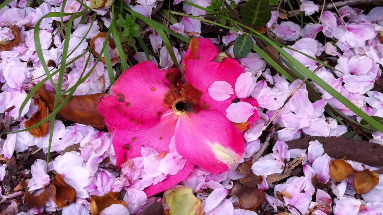 ハエの目にも止まらぬスライド歩行　Slide walking blinding of fly