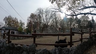 Belgrade zoo ( Vrt dobre nade ) 4K walk tour