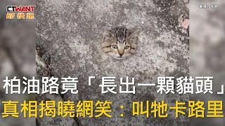 CTWANT 生活趣聞 / 柏油路竟「長出一顆貓頭」　真相揭曉網笑叫牠卡路里