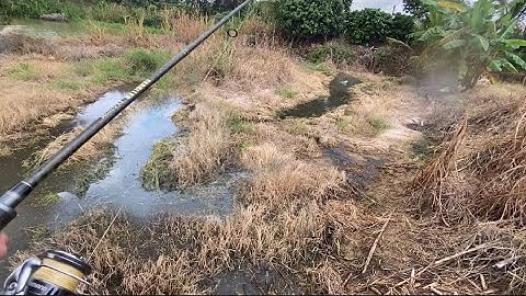 Dọn Lối Câu Ở Sình Cỏ Lâu Năm Để Câu Lure Cá Lóc | Câu Cá Lóc Tây Nguyên (Tập 1) #caucaloc #lure