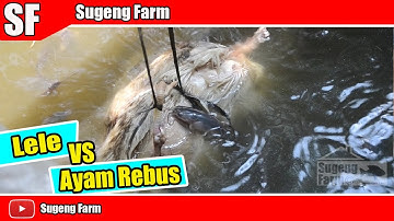 Begini Reaksi Ikan Lele di Kasih Makan Ayam Rebus