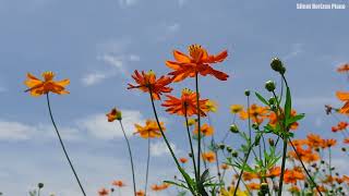 Beautiful Chrysanthemum Flowers in Natural Light | Relaxing Piano Ambience screenshot 5
