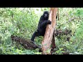 Series 1 : Episode 4 : Appointment with Engagi. Face to Face with Mountain Gorillas