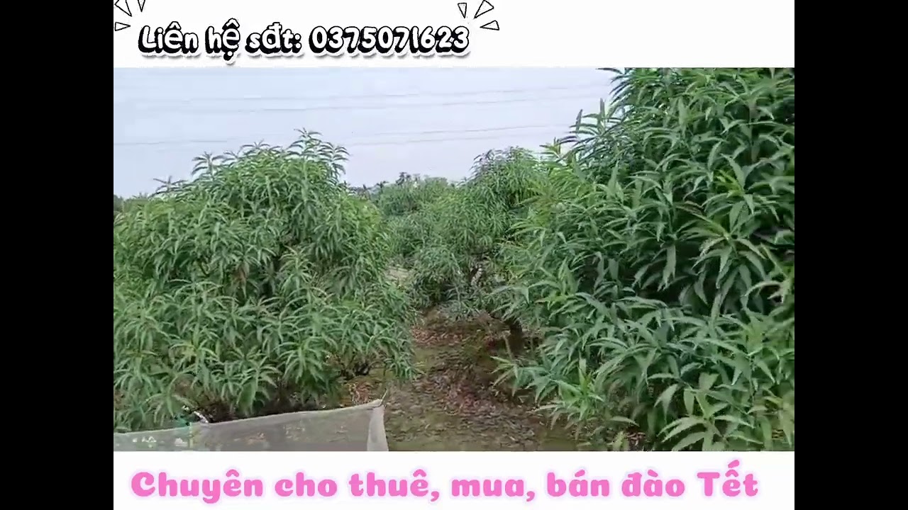 Vườn đào Tết đẳng cấp tại Thái Nguyên - Tết 2026 🌸🌸🌸