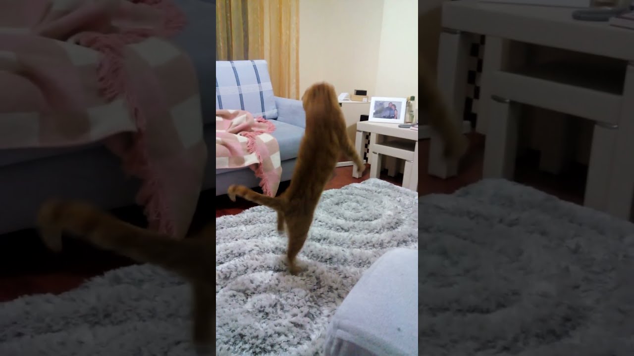 Zıplayan Kedi / Jumping Cat ) YouTube