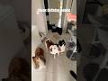 One cookie 4 dogs #rescuedog #rescue #dogsoftiktok #dogshorts #dog #dogs #cutedog #dogmom #birthday