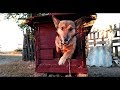 Собачья будка в японском стиле | Реакция собакена на новое жильё
