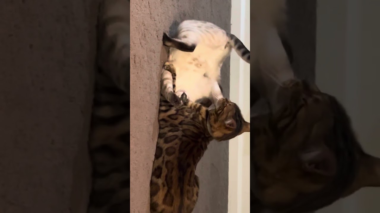 My cats like to play 