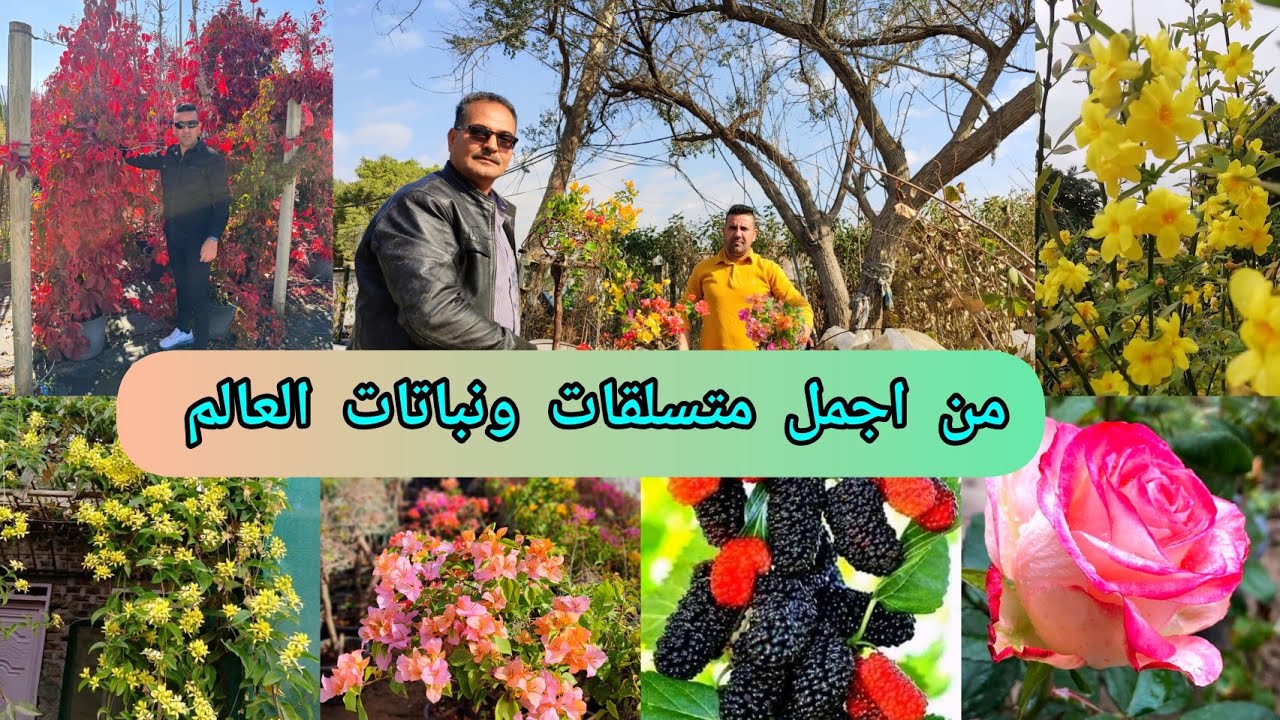 من اجمل متسلقات و نباتات العالم في مشتل علي الزراعي العراق 🇮🇶 بغداد بأسعار مناسبة جملة ومفرد