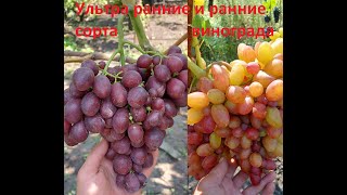 Обзор ультра ранних и ранних сортов винограда
