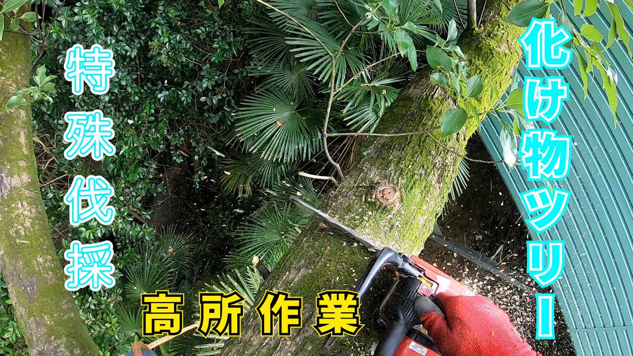 【特殊伐採】20m越えのモンスター級の木を伐採【超危険】