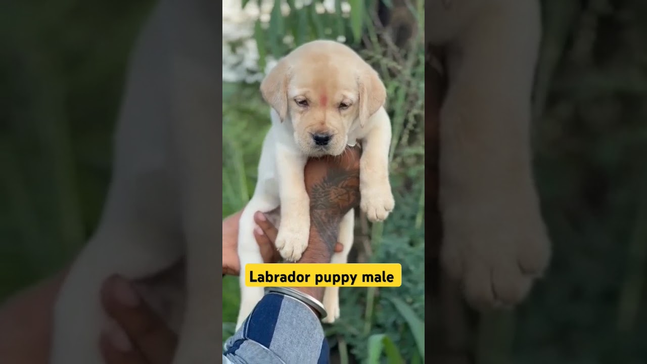 #labradorpuppy