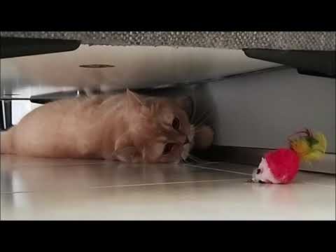 Yuka En Spéléo Sous Le Canapé 