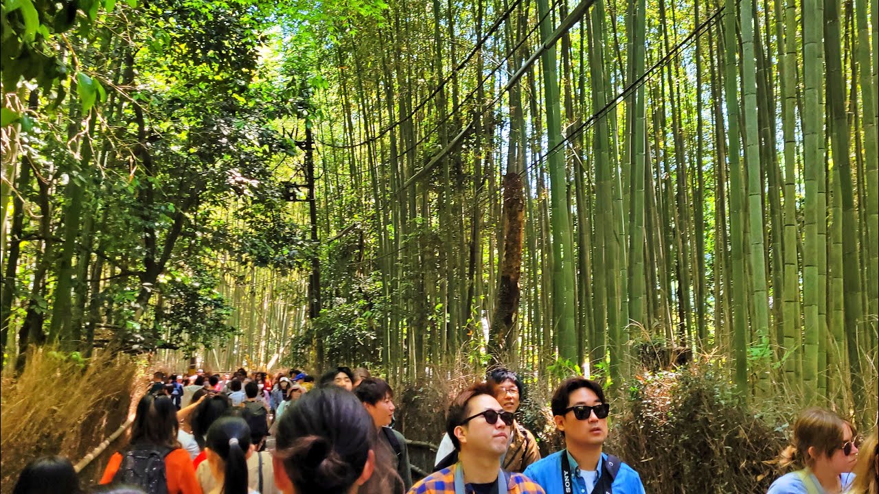 Pdurea de bambus din Kyoto, Arashiyama