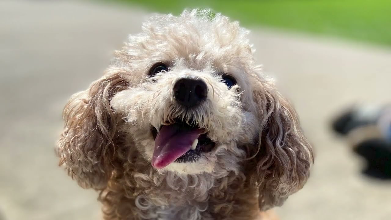 USF Pet Blessing 2020