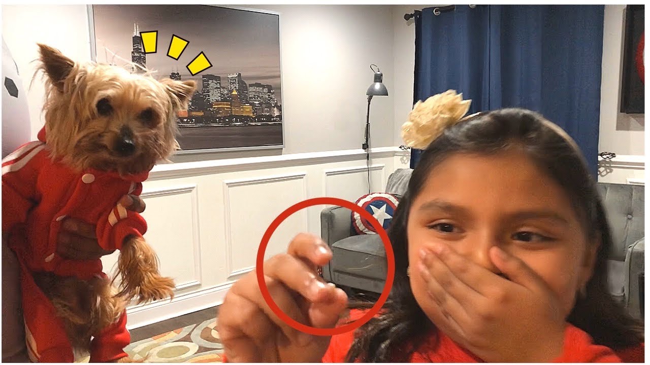 How To Pull Teeth With a Dog A Funny Tooth Extraction