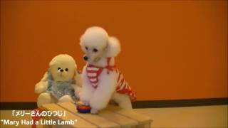 Dogs School Training - Dog School Music Motion #6 by Susan Smith 745 views 7 years ago 10 minutes, 56 seconds