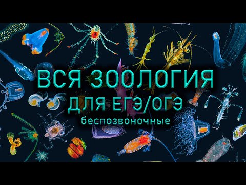 Вся зоология за