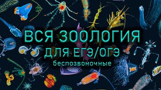 картинка: Вся зоология за 15 часов (часть 1 беспозвоночные)