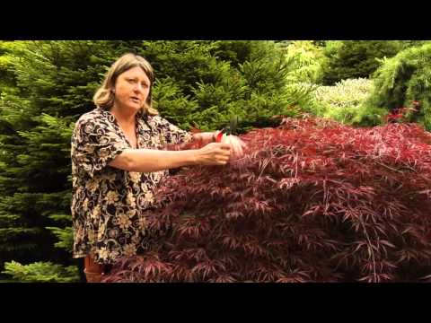 How To Prune Japanese Maples - Instructional Video W/ Plant Amnesty