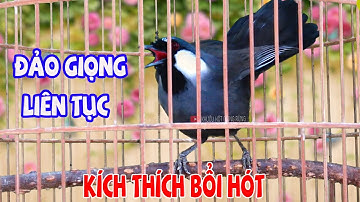 💫Khướu Hót GIỌNG RẤT HAY- NHIỀU GIỌNG.giọng rừng kích khướu bổi luyện khướu bổi hót căng lửa.khuou