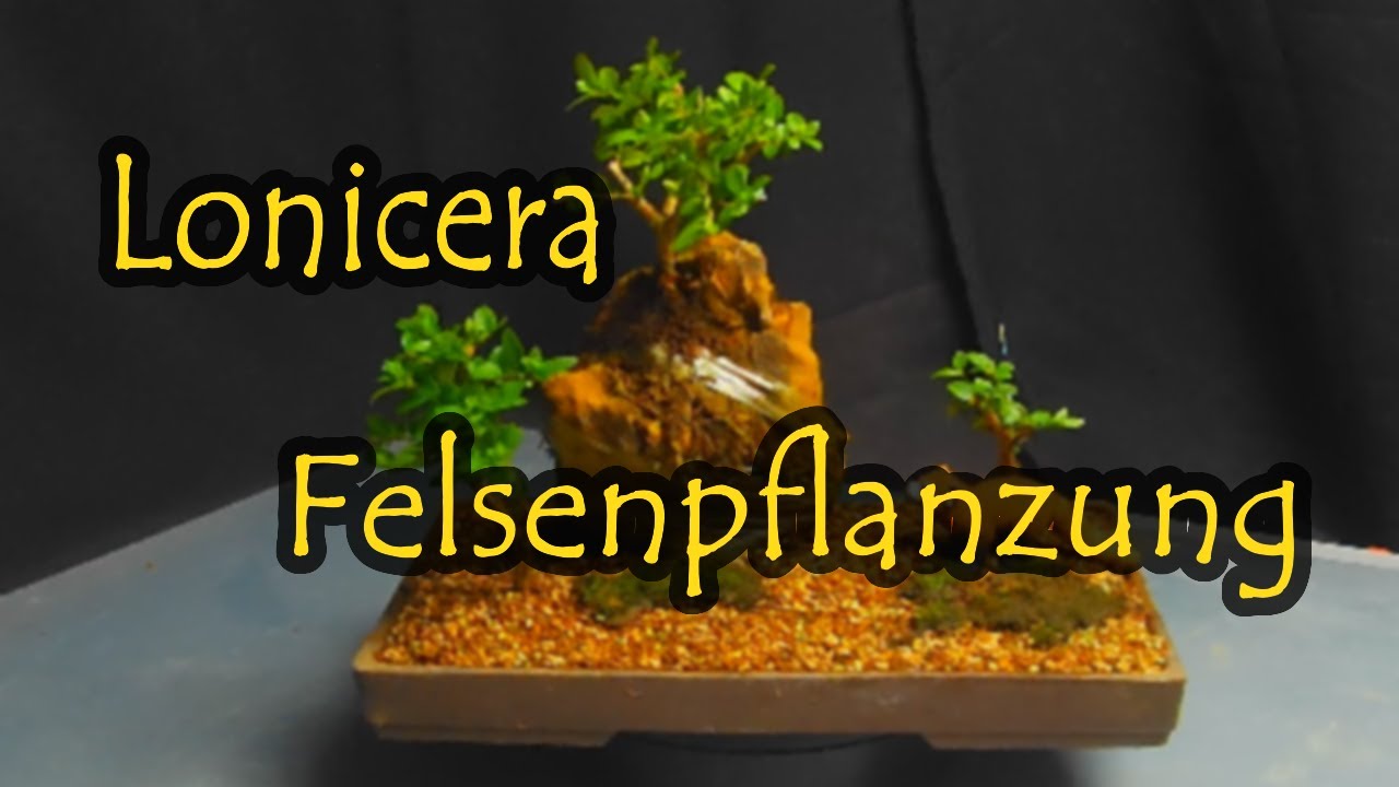schädlinge bambus Fargesia 'Black Dragon' – bambus kępowy, doniczka 14 cm, wysokość 35 cm main image 1