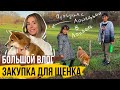 БОЛЬШОЙ ВЛОГ: ВСЕ ДЛЯ ЩЕНКА и НАШИ БУДНИ В АНГЛИИ