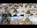 Karda heyecan dolu yaban domuzu avları / Wild Boar hunting in Turkey