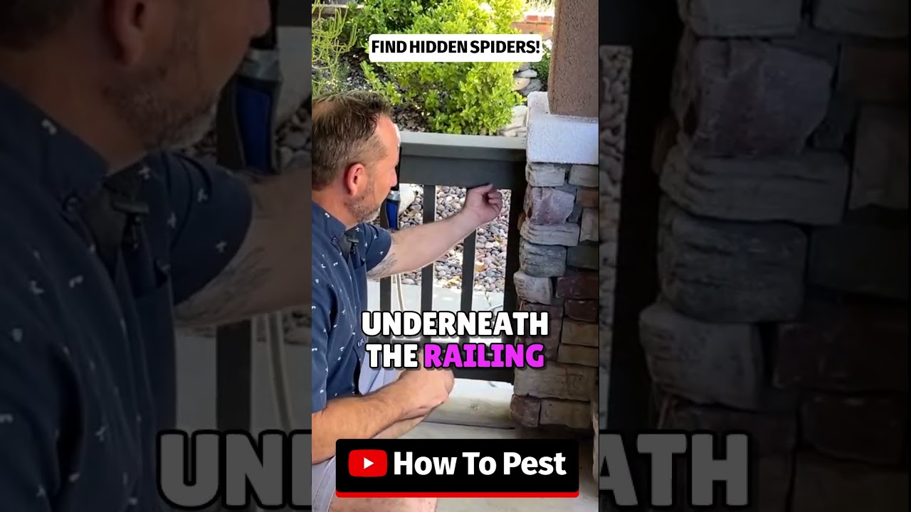 Найдите спрятавшихся пауков «чёрная вдова» и «коричневая вдова»! 