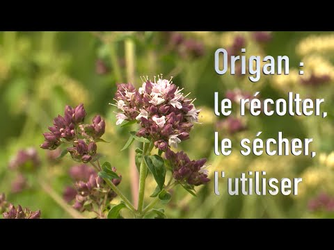 Vidéo: Plantes d'origan doré - Cultiver des herbes d'origan doré dans le jardin