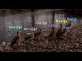 Debugging the New World Symphony - cartoon inspired by Dvoř&aacute;k and Figma