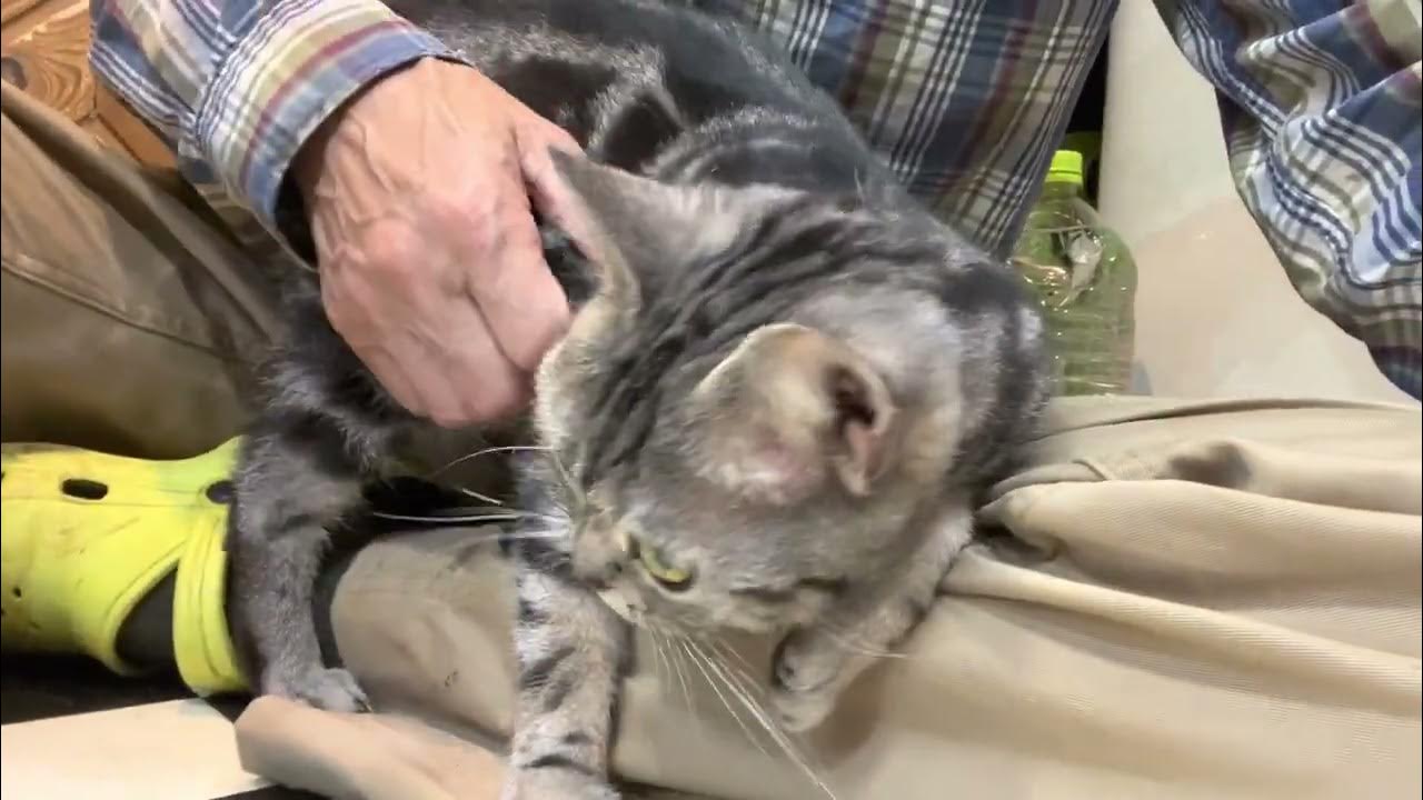 オズキャット、キャンディーA、23.01.08 YouTube