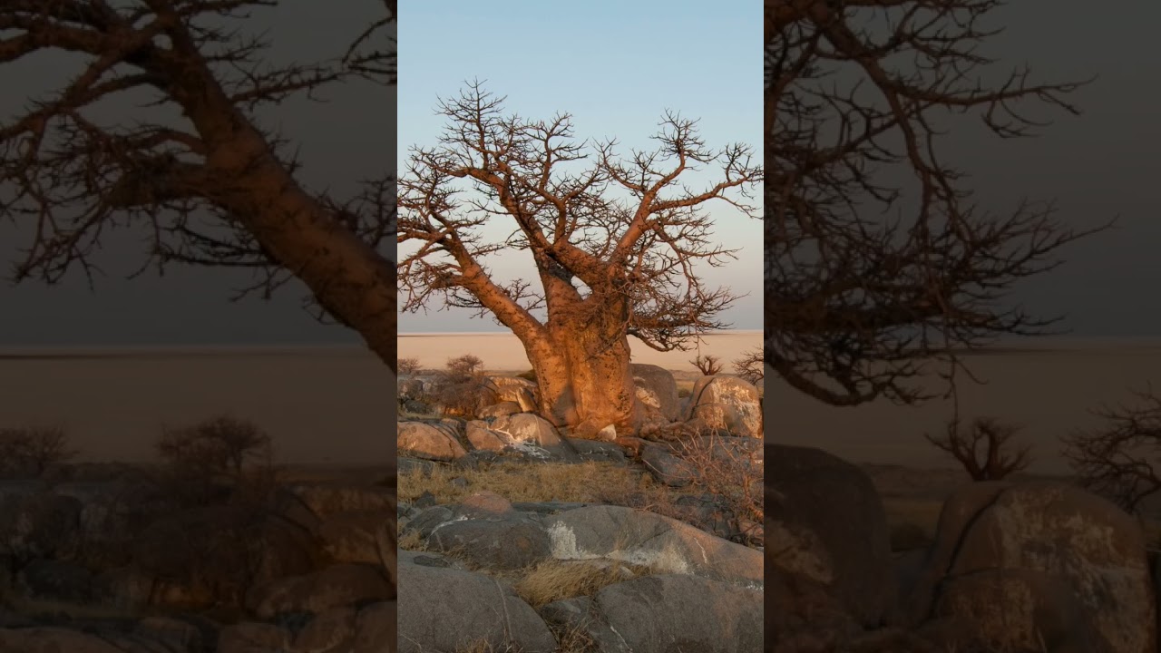 The Baobab Tree: A Living Legend of Africa's Landscape 