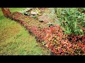 Alternanthera Bettzickiana Planting as street garden