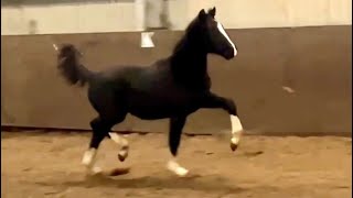 Viviamo Vba Wonderboy X Fabuleus