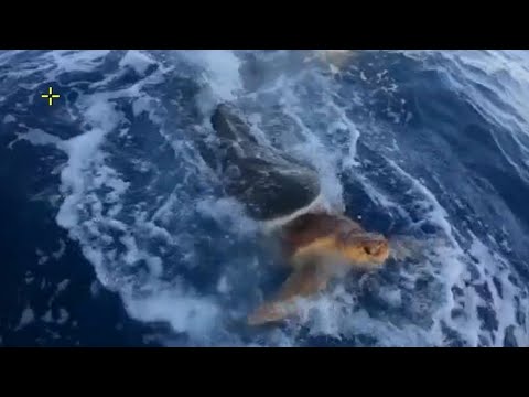 Fishermen save turtle from jaws of tiger shark