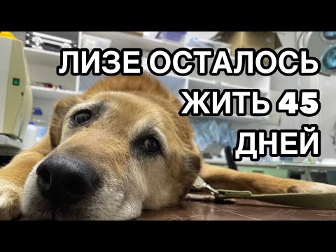 Спасение животных/ Остеосаркома у собак- страшный приговор