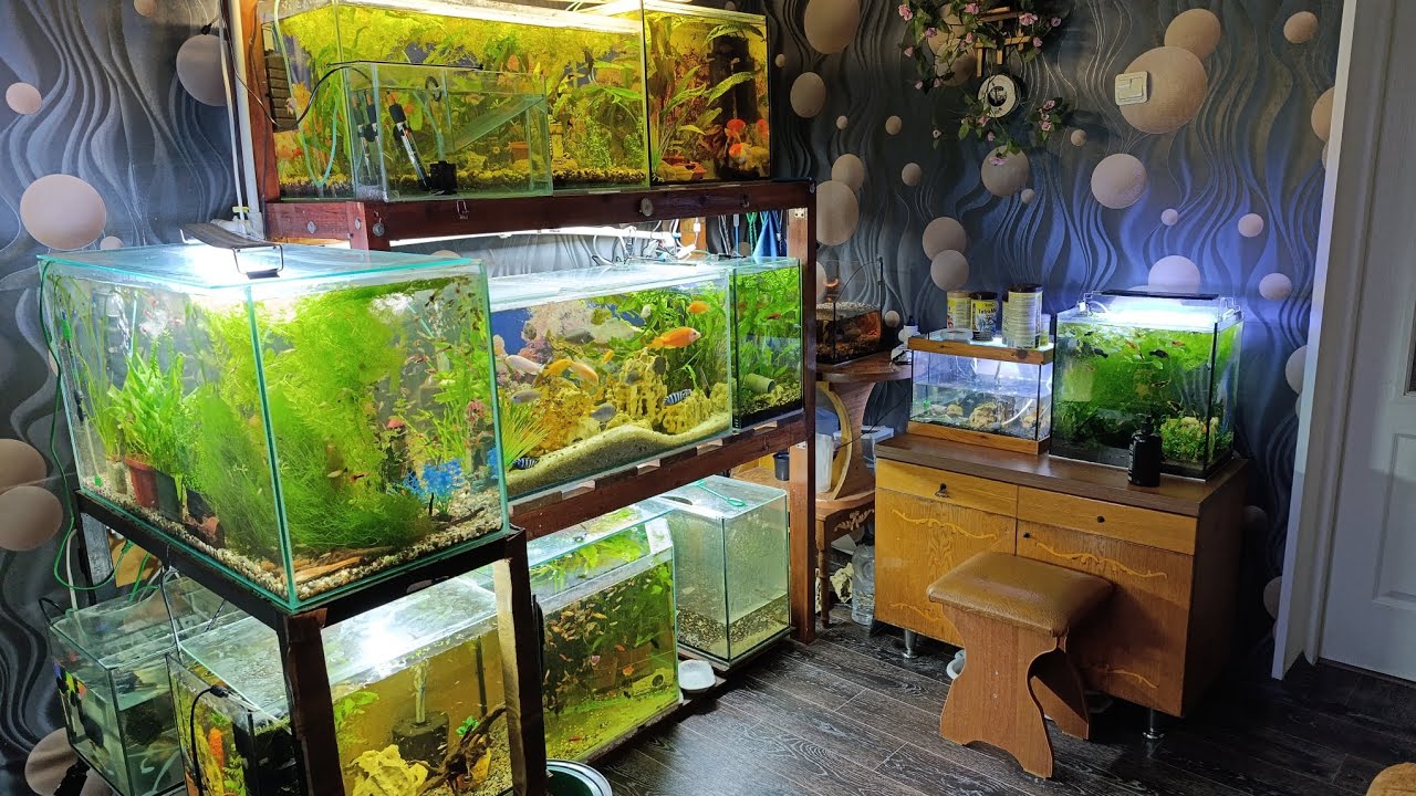 Обзор Аквариумов в квартире 12 шт. 