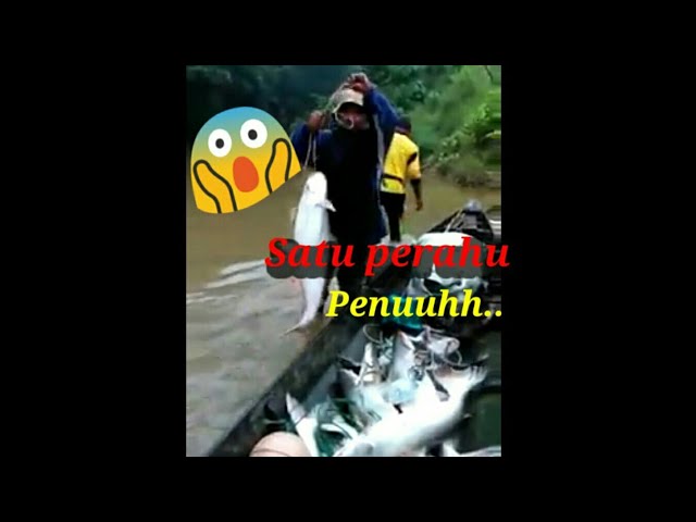 Pasang Tajur Dapat Ikan Dekat/ Bagarius Disungai yang kecil, class=