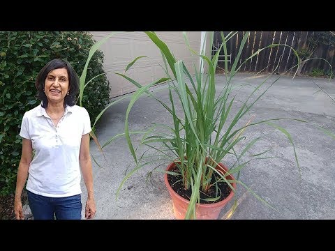 Video: Repotting Lemongrass - Kawm Thaum Yuav Repot Ib tsob Lemongrass