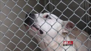 Possible shift for Macon-Bibb Animal Welfare directors