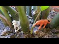 Short Video of Size Comparation Animals Toys 4K Video #2