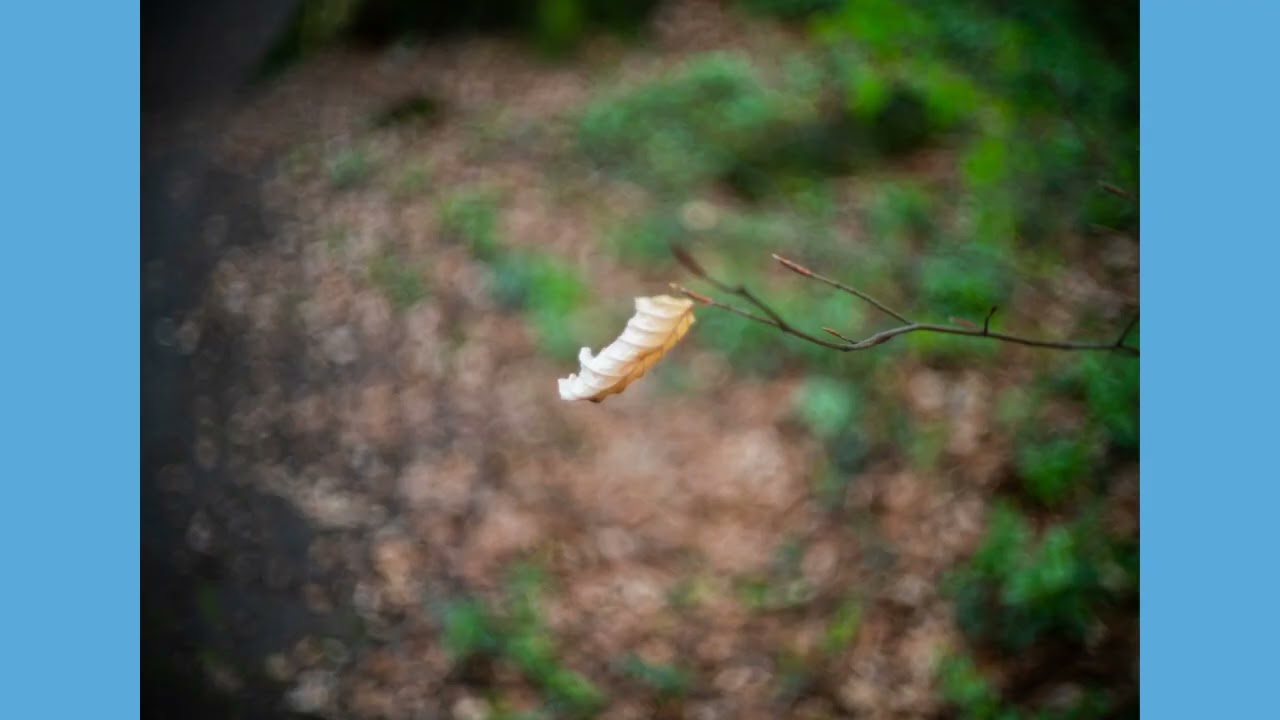 Pierre Angenieux 25 1.4 SU41 Cinematic lens attached on Olympus OM10 MK II digital camera  samples