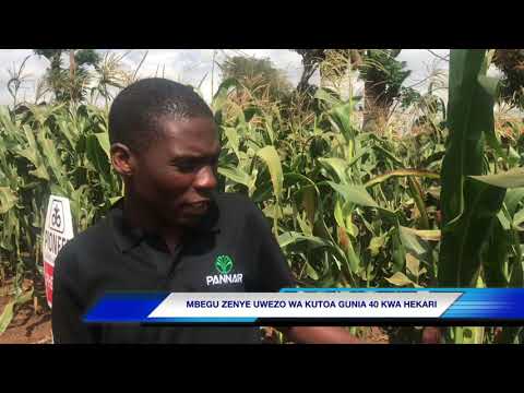 Video: Faida Bora Kumi za Herb Garden