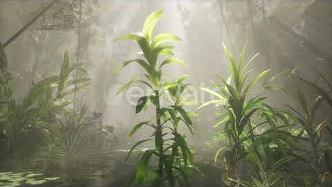 Sun Shining Through Trees and Fog in a Tropical River | Motion Graphics - Envato elements