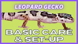 Ugr - Leopard Gecko Care Video